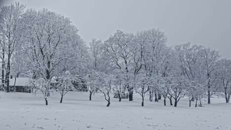 Ein-Obstgarten-In-Einer-Eiskalten,-Verschneiten-Landschaft