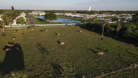 rural pasture slated for future housing development in palmetto, florida