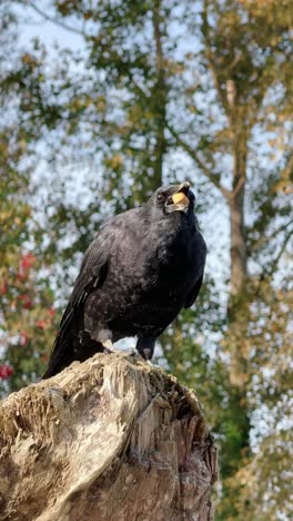black crow eating on a tree stump