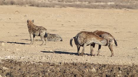 two male spotted hyenas bond with each other in the kalahari desert