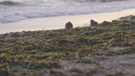 sandpipers on the beach near the sea