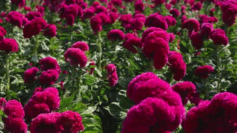 Video-Panorámico-De-Una-Plantación-De-Flores-De-Terciopelo.