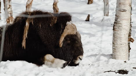 musk ox sleeping on snowy ground of forest during winter season in norway