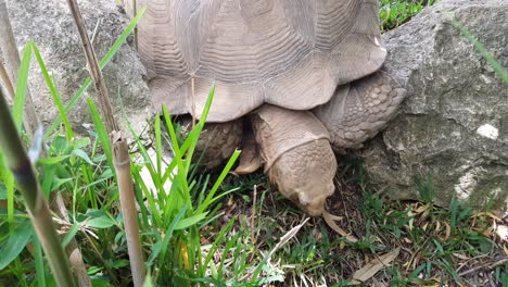 Draufsicht-Auf-Große-Schildkröten,-Die-Gras-In-Einem-Natürlichen-Lebensraum-Fressen