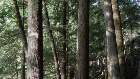 reflected light from a lake shines on trees