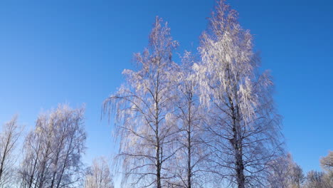 winter trees against blue cloudless sky in frozen forest