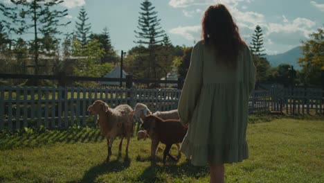 woman observing sheep in a pasture