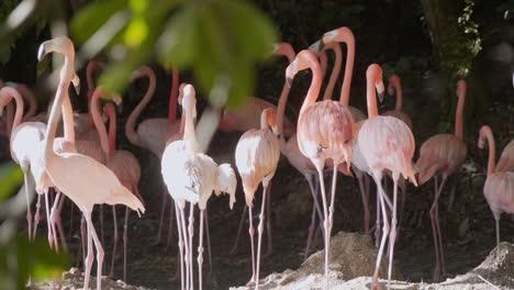 increíble toma de flamencos captados caminando