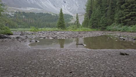 puddle in the mountain forest rockies kananaskis alberta canada