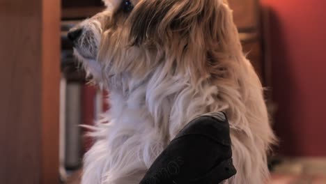 Cute,-Fluffy-and-Adorable-Dog-Playing-with-Shoe,-Close-Up