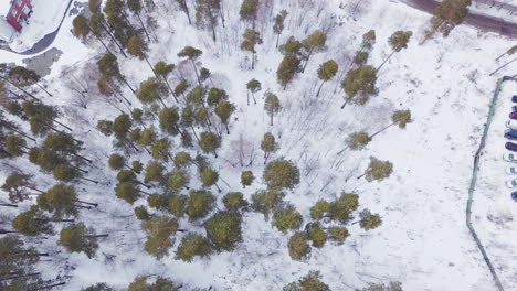 vista aérea de un bosque cubierto de nieve
