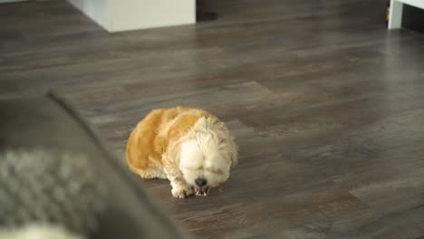 el perro shih tzu blanco se sienta en el suelo de madera esperando un regalo