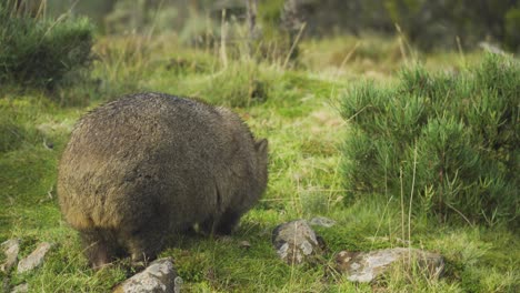 the backside of a fat fluffy wombat eating grass