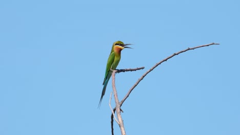 Blue-tailed-Bee-eater-Merops-philippinus-facing-to-the-right-perched-on-a-twig-with-its-beak-open-as-it-looks-around,-Thailand