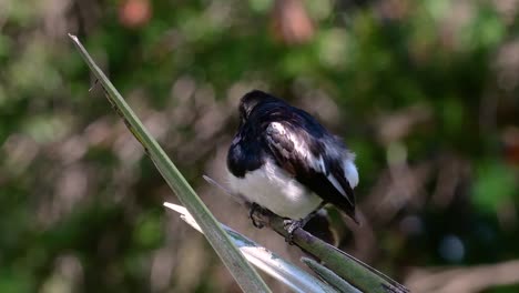 the oriental magpie-robin is a very common passerine bird in thailand in which it can be seen anywhere