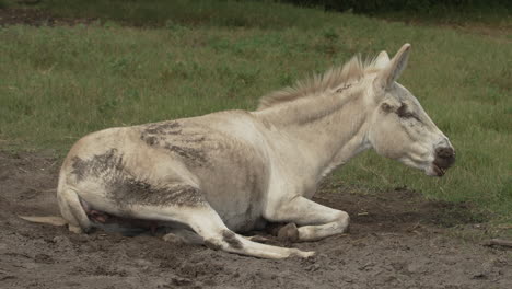 Medium-shot-of-a-white-Donkey