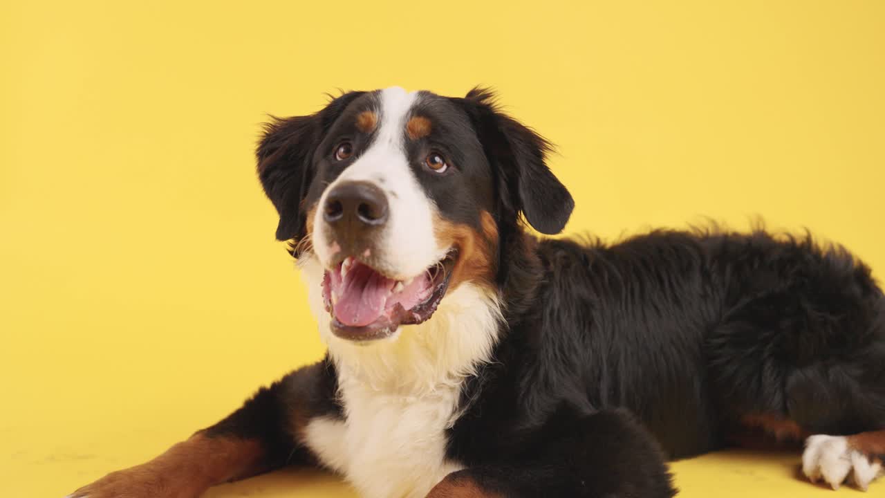 Bernese Mountain Dog on Yellow Background