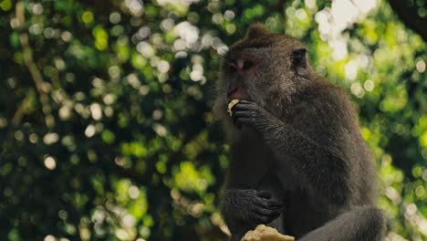 Cámara-Lenta-De-Cerca-De-Un-Viejo-Mono-Comiendo-Fruta-De-Mango-En-Bali,-Indonesia