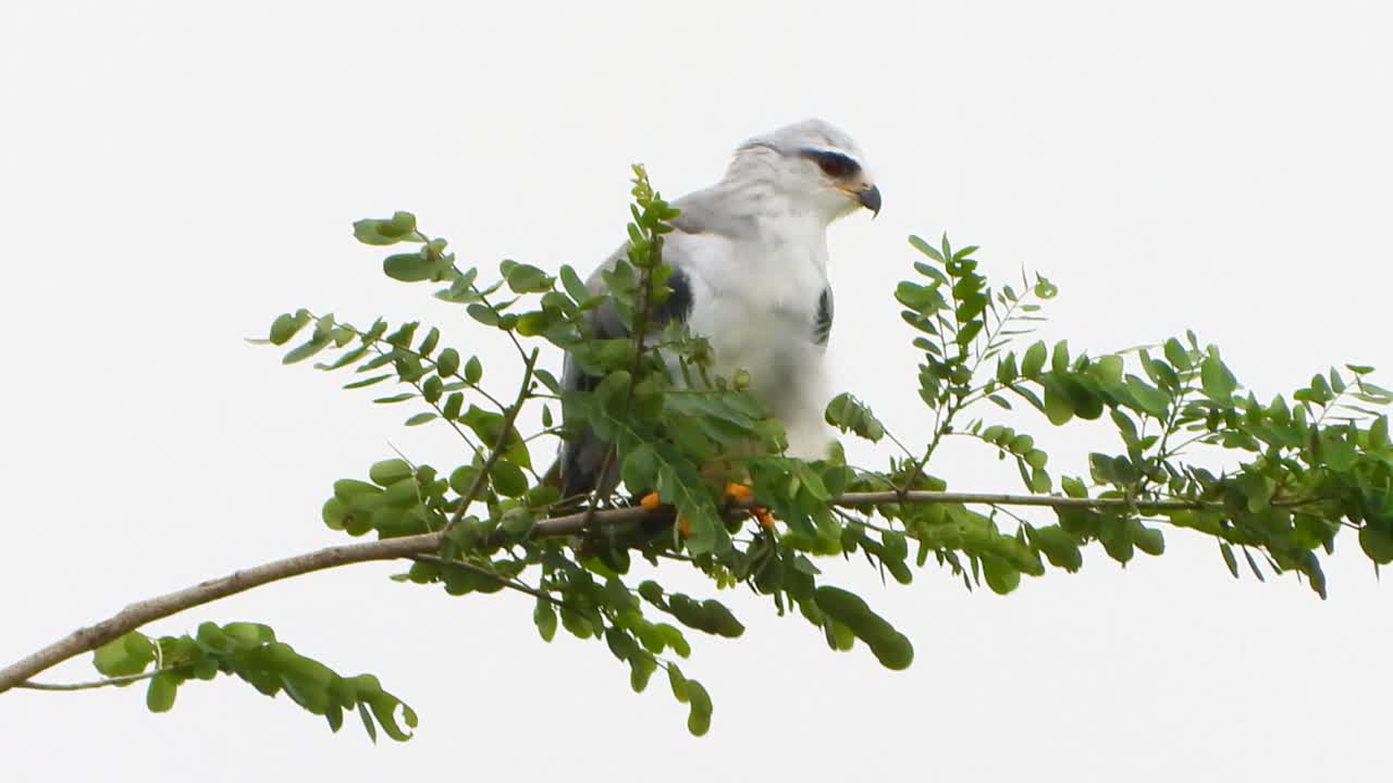 cometa de alas negras en el árbol