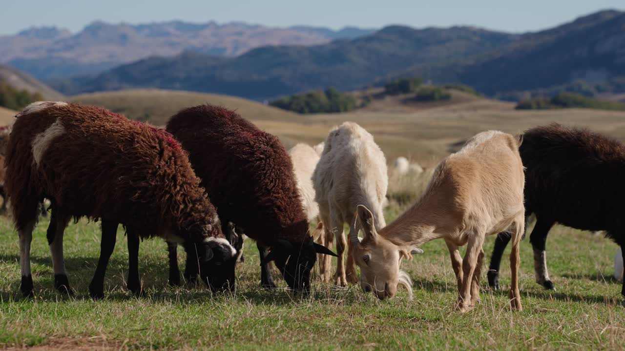 Group Of Sheep And Goats Grazing In A Field With Mountains In The Background In Durmitor, Montenegro. - static shot