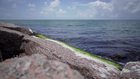 Ein-Weißer-Reihervogel-Sammelt-Kleine-Fische-Und-Käfer-Entlang-Des-Stegs-In-Port-Aransas,-Der-Aus-Dem-Texas-Beach-Herausragt