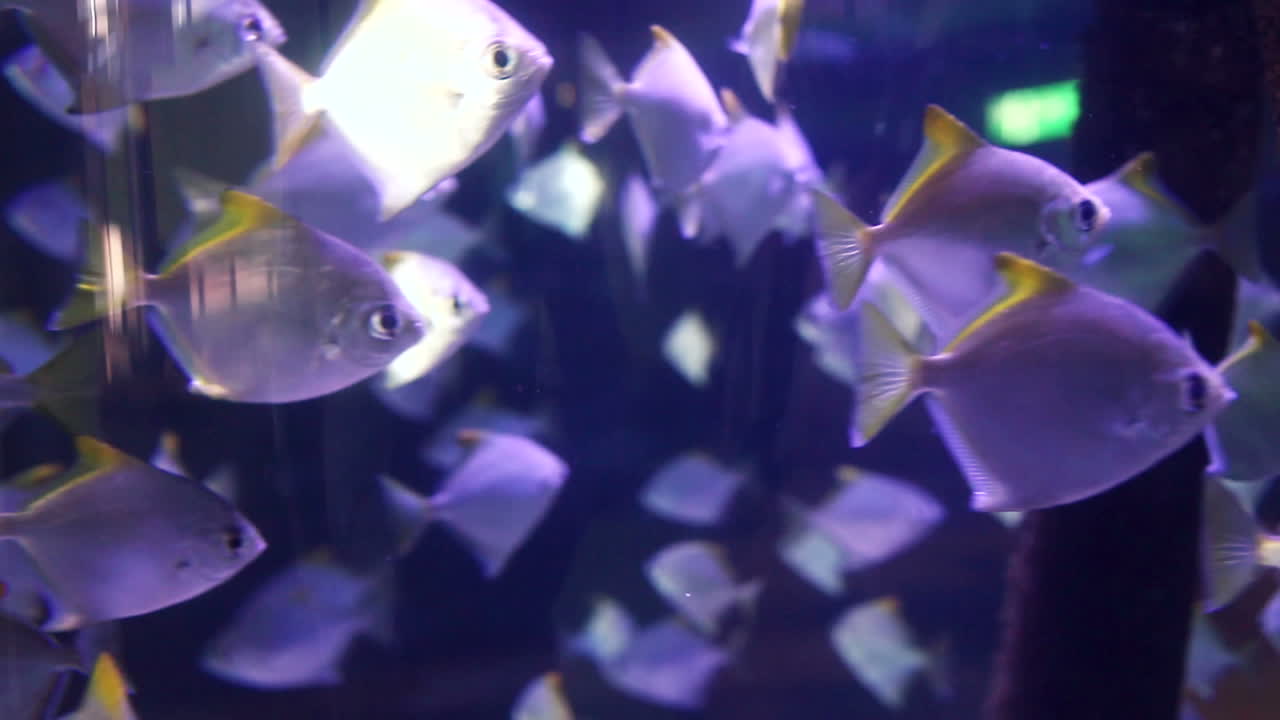 크 에서 수영 하는 물고기