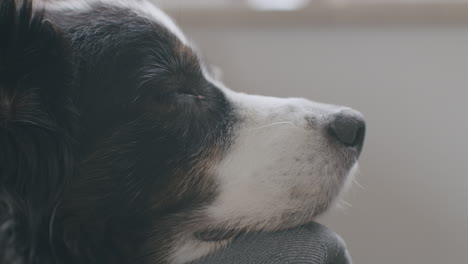 close up shot of a dog resting his head on the armrest of a chair and sleeping