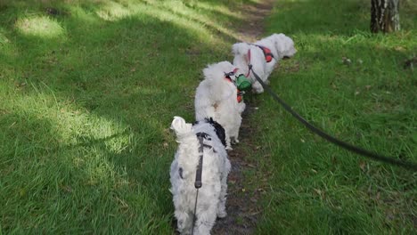 3-dogs-on-a-leash-walking-in-the-forest-POV-view