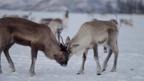 Sparring-Mit-Zwei-Rentieren-In-Weißer-Winterlandschaft