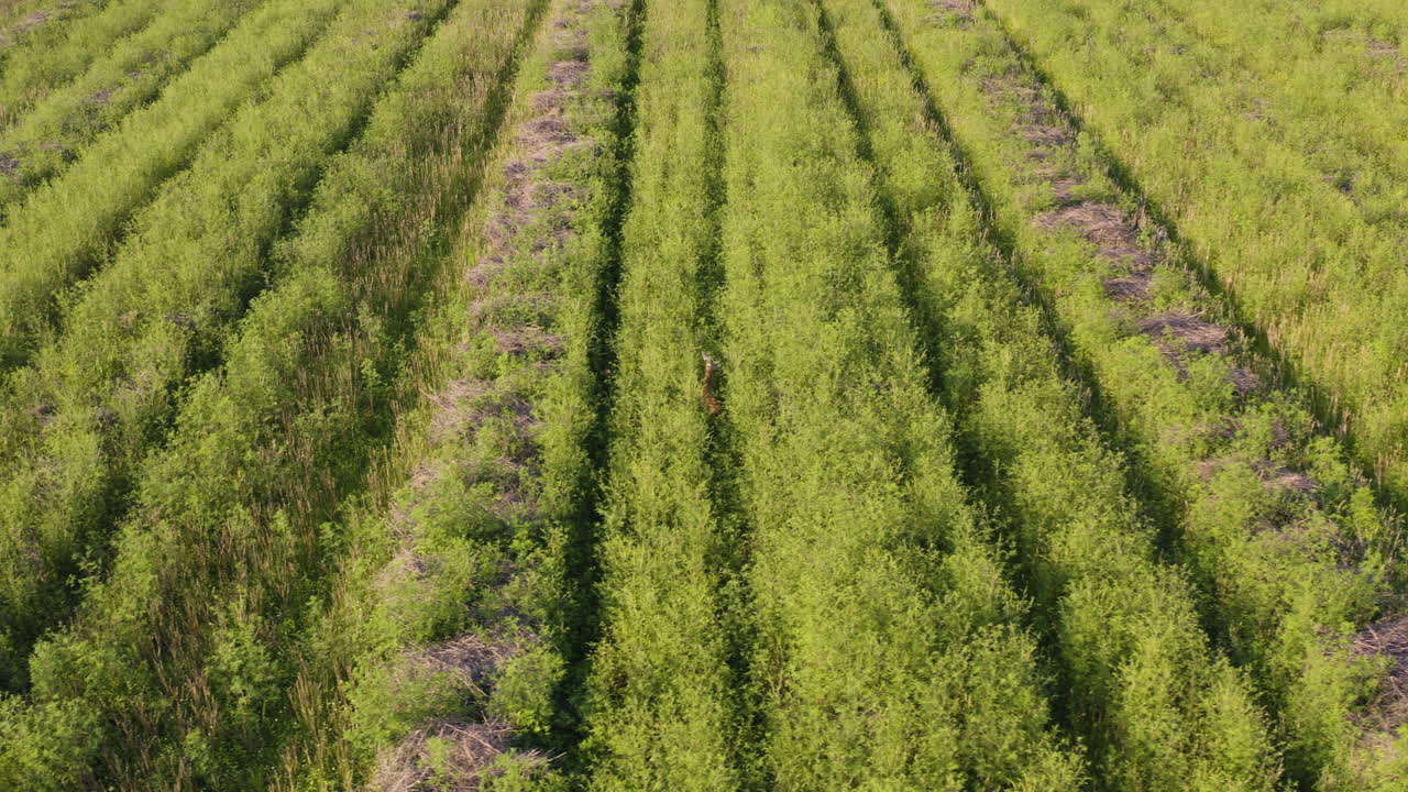 ciervo joven caminando por el campo agrícola, no asustado por drones ni pueblos