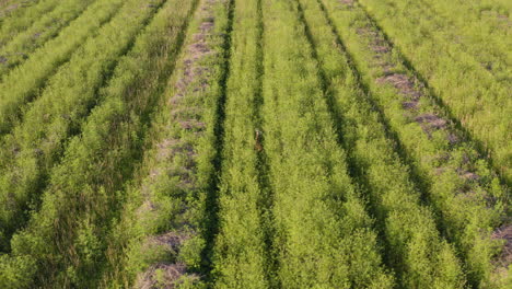 Ciervo-Joven-Caminando-Por-El-Campo-Agrícola,-No-Asustado-Por-Drones-Ni-Pueblos