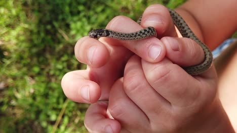 little boy holding a harmless brown snake in slow motion