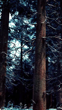 bosque oscuro en invierno