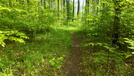 Moving-through-a-lush-green-forest-in-Hungary