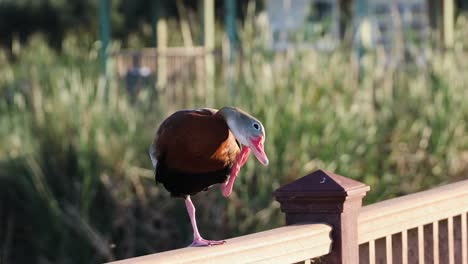 black bellied whistling duck scratching its head while standing on a fence in southern coastal texas