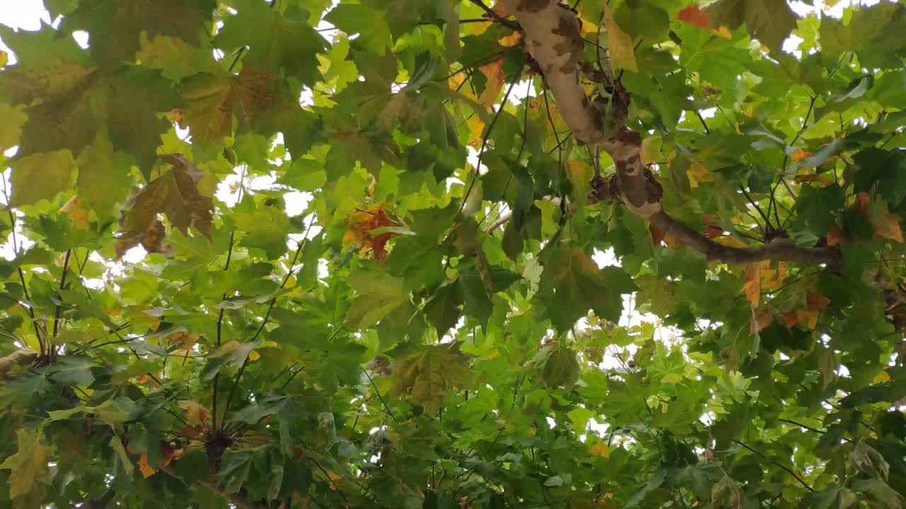 bajo las ramas y hojas gruesas de los árboles arce real, acer platanoids, arce de noruega que cubre el cielo azul en un día soleado de verano, tiro que viaja hacia adelante, vista hacia arriba
