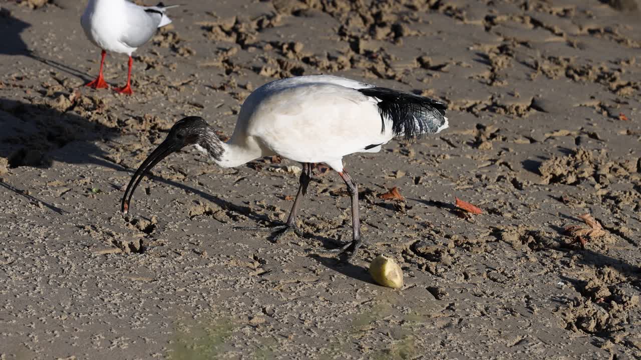 두 마리의 새가 한 조각의 음식을 먹으면서 상호 작용합니다.