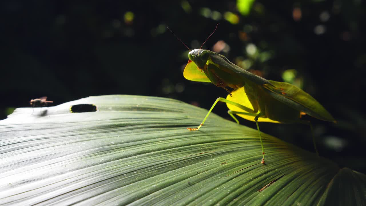 A close view shows a cobra mantis in Peru’s jungle, watching the flies flying around for its next meal on a leaf in the morning light.