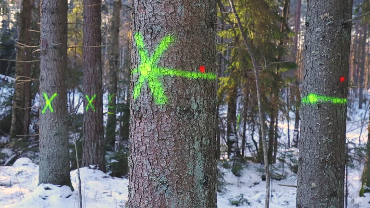 Alberi in una foresta innevata sono contrassegnati con simboli di vernice spray verde brillante, che indicano i tronchi selezionati per i lavori forestali in mezzo a un tranquillo bosco invernale.