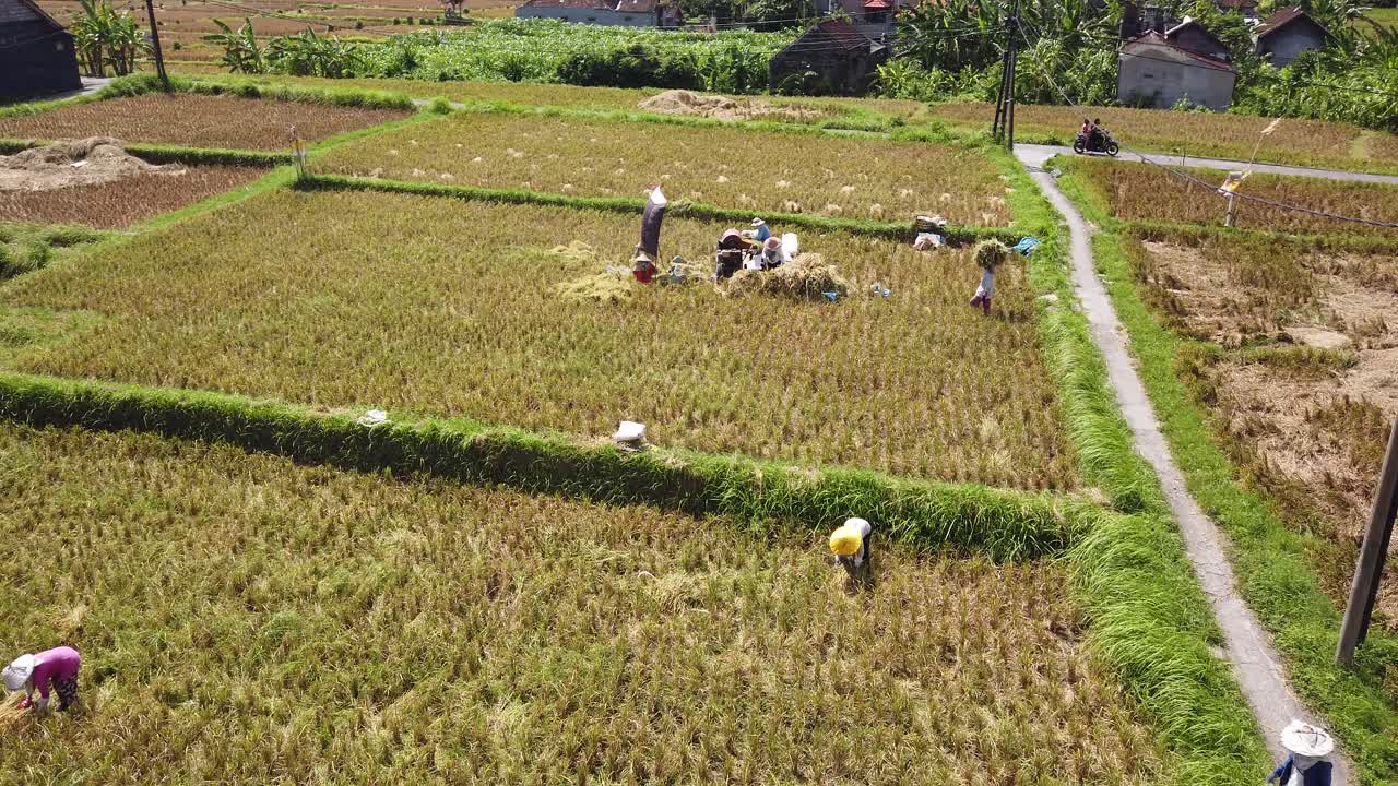 Workers of the Rice Field in Bali Indonesia Harvest Crops Aerial Top View Green Summer Daylight in Countryside