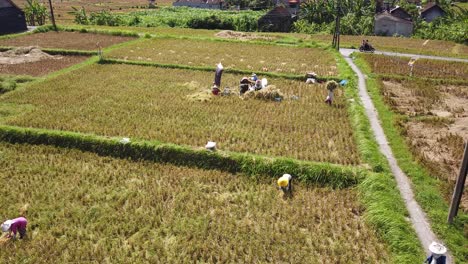 workers of the rice field in bali indonesia harvest crops aerial top view green summer daylight in countryside