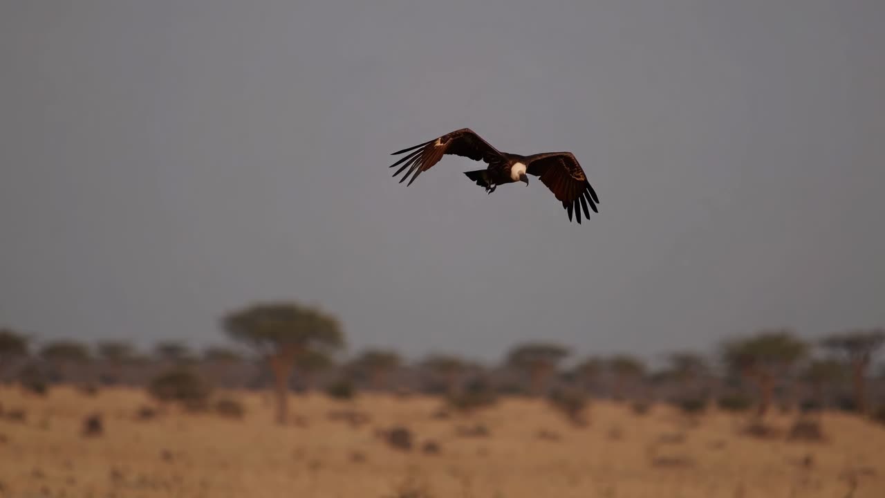 Un leone maestoso riposa sotto un albero di acacia tentacolare nella savana