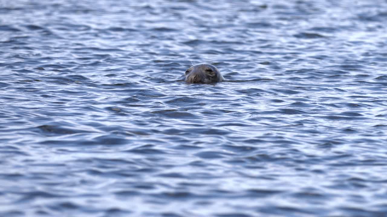 cámara lenta, una foca solitaria saca la cabeza del agua viendo y observando