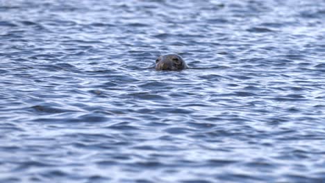 Slow-motion,-lone-seal-pokes-head-out-of-water-watching-and-observing