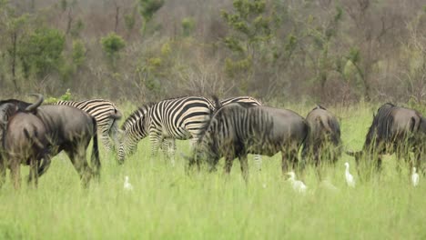 plano general de las cebras de las llanuras y el ñu azul alimentándose de los pastizales frescos en el gran kruger