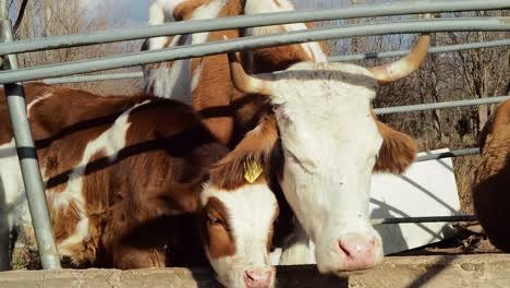 Mutterkuh-Und-Kalb-Ruhen-Auf-Dem-Bauernhof