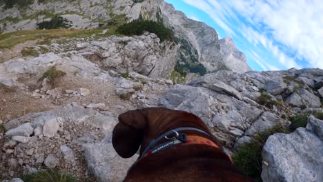 Pov-aufnahmen-Wurden-Mit-Einer-Gopro-Auf-Einem-Hund-Gefilmt,-Der-Auf-Einem-Berg-In-Den-Slowenischen-Alpen-Spazieren-Ging,-Umgeben-Von-Bergen-Und-Wunderschönen-Landschaften-Bei-Bewölktem-Wetter