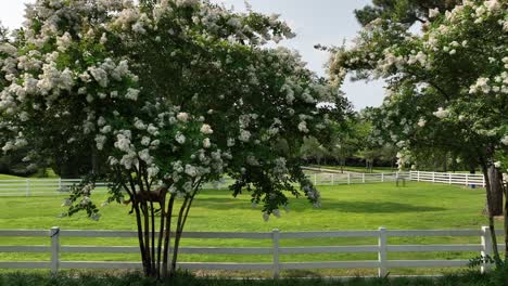 witness the grace and beauty of nature in motion as an elegant horse trots through a pristine club field adorned with crepe myrtles in full bloom