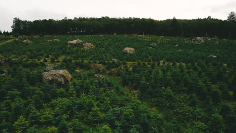 Landschaft-Aus-Verstreuten-Großen-Felsen-Auf-Einer-Weihnachtsbaumplantage