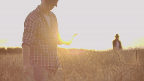 agricultores hombre y mujer con sombreros y tabletas al atardecer en un campo de trigo y camisas inspeccionan y tocan el grano y las manos de los gérmenes de trigo.